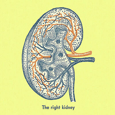 Culture of Kidney Organoids Using Petrisoft: Advancing Biomedical Research